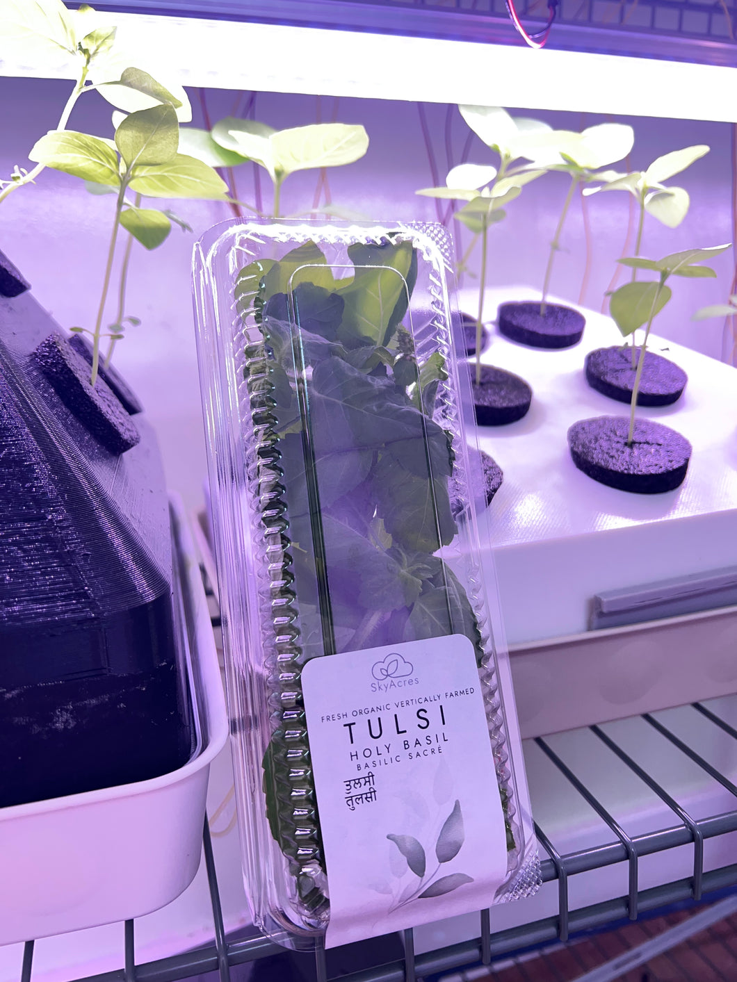 Fresh Holy Basil - Tulsi