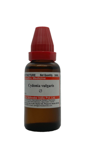 Cydonia vulgaris Q