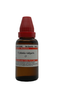 Cydonia vulgaris Q
